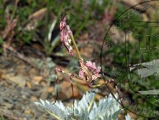 Эмпуза полосатая 004